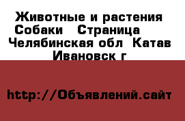 Животные и растения Собаки - Страница 11 . Челябинская обл.,Катав-Ивановск г.